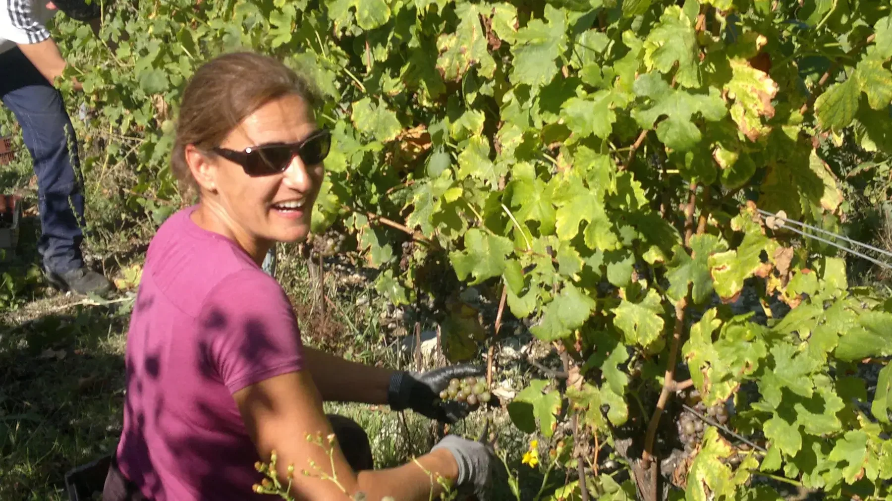 Harvest Report - The Capricious Climate of 2014