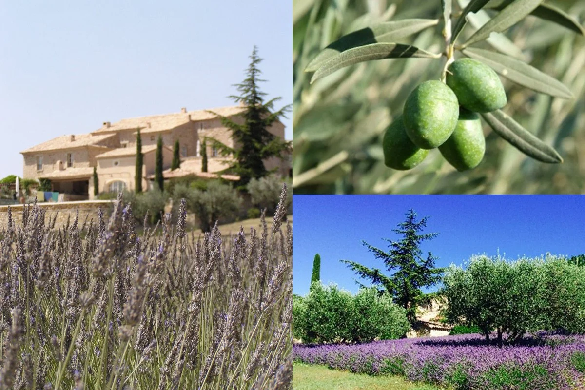 Olive and lavender