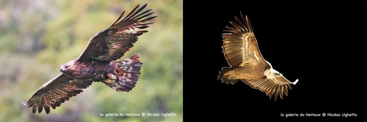 Wildlife - eagles