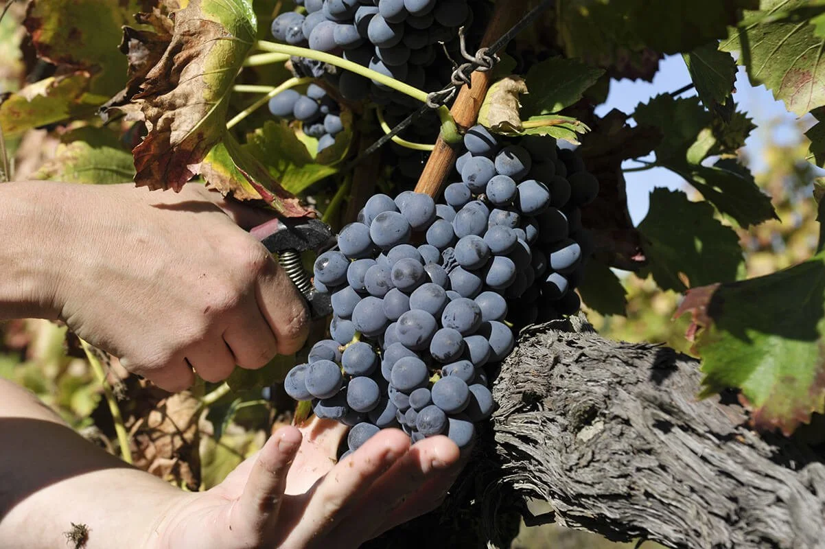 WINEMAKING
