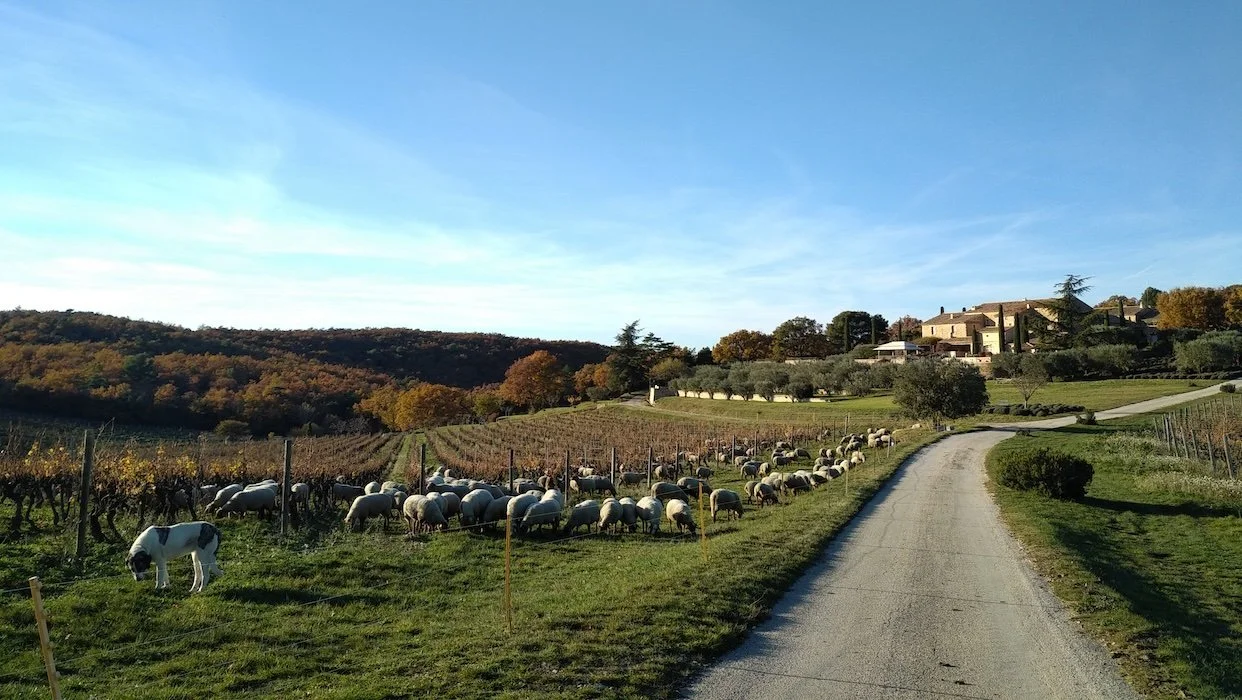 Our four-legged lawn-mowers