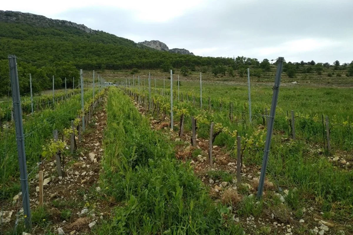 Crop and vines