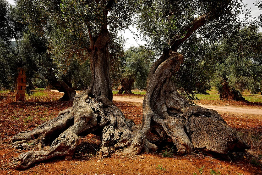 Ulivi del Salento