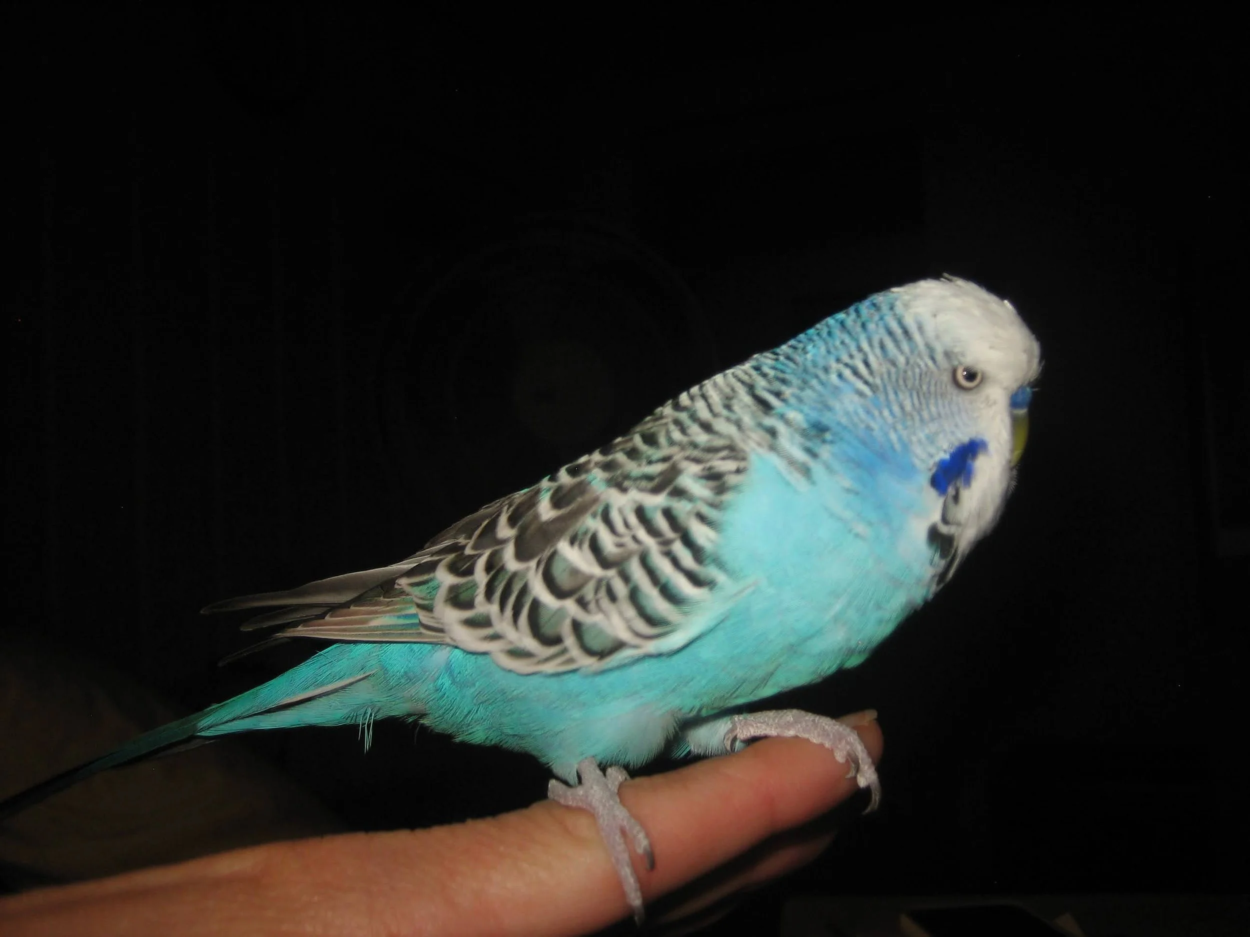 KIRK HUFFAKER PRESERVATION STRATEGIES