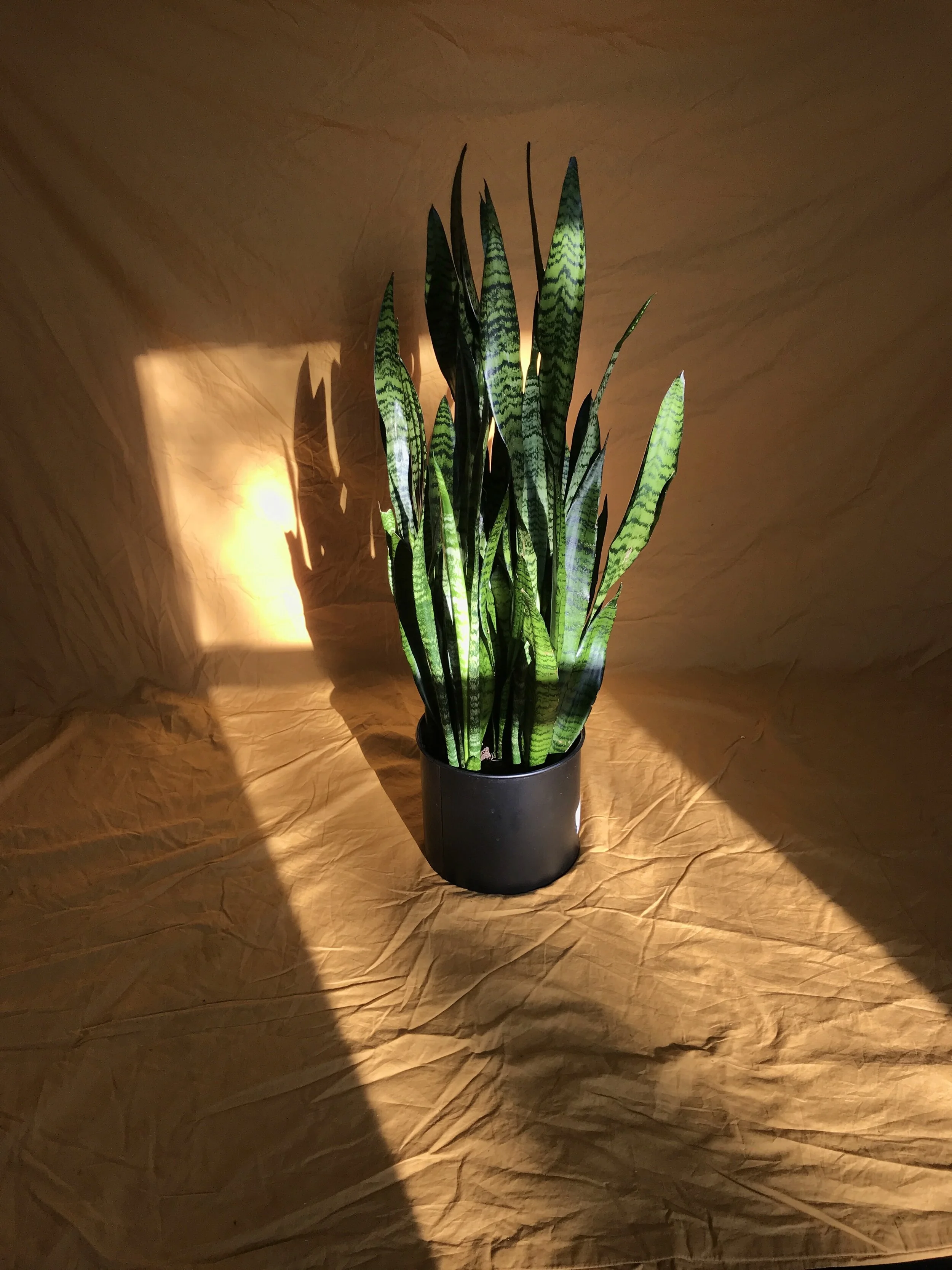 Snake plant