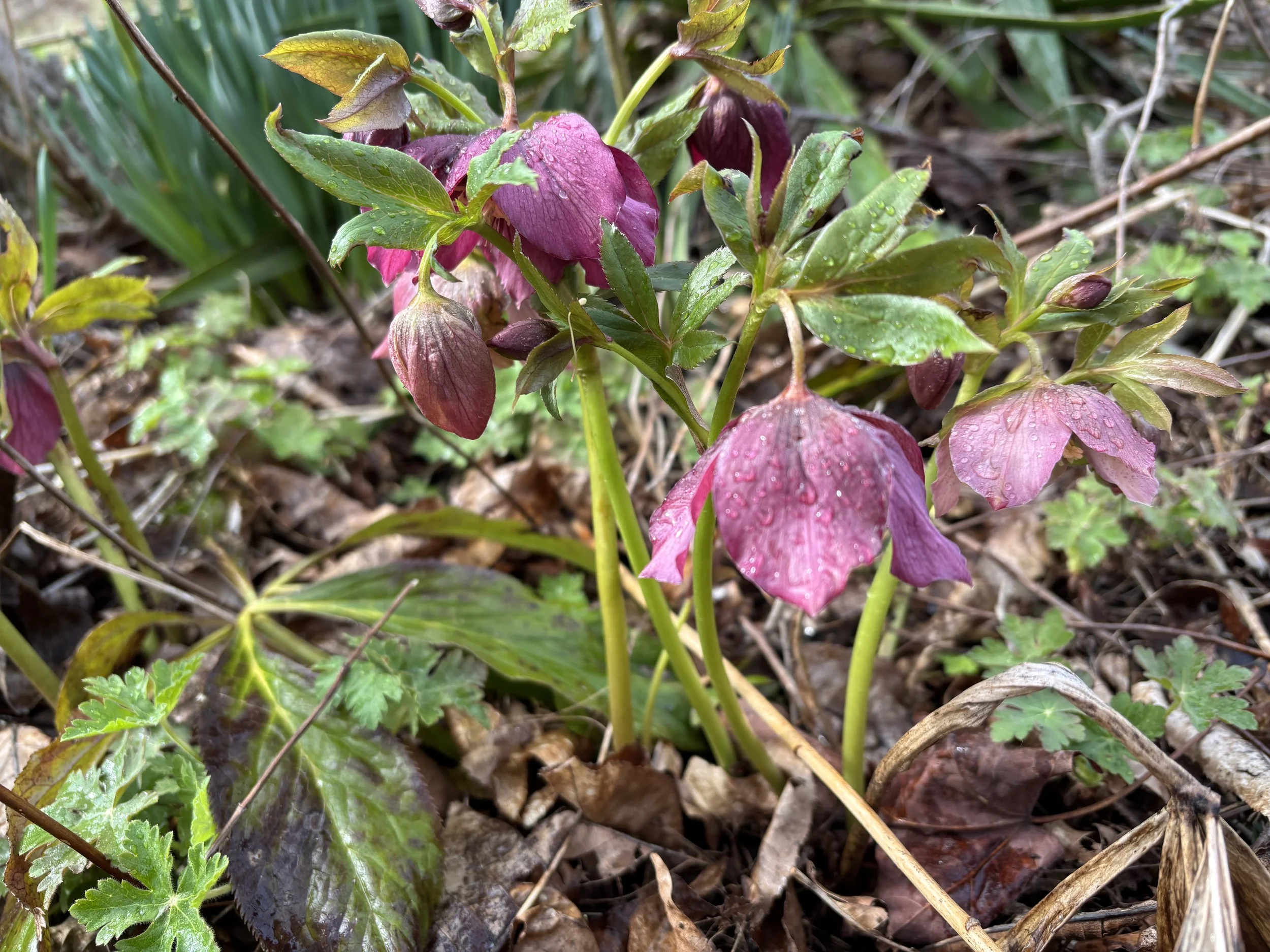 Purple flowers of Hellebore bloom
