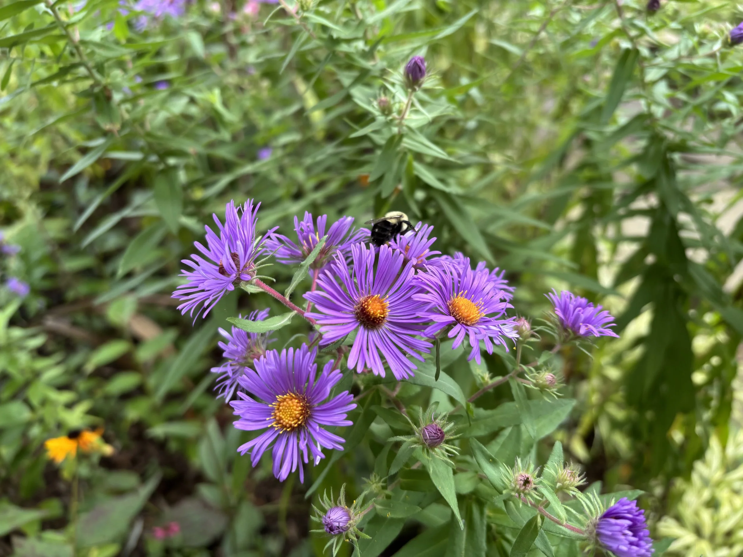 A bumblefee perched atop a New England aster flower feeds on nectar