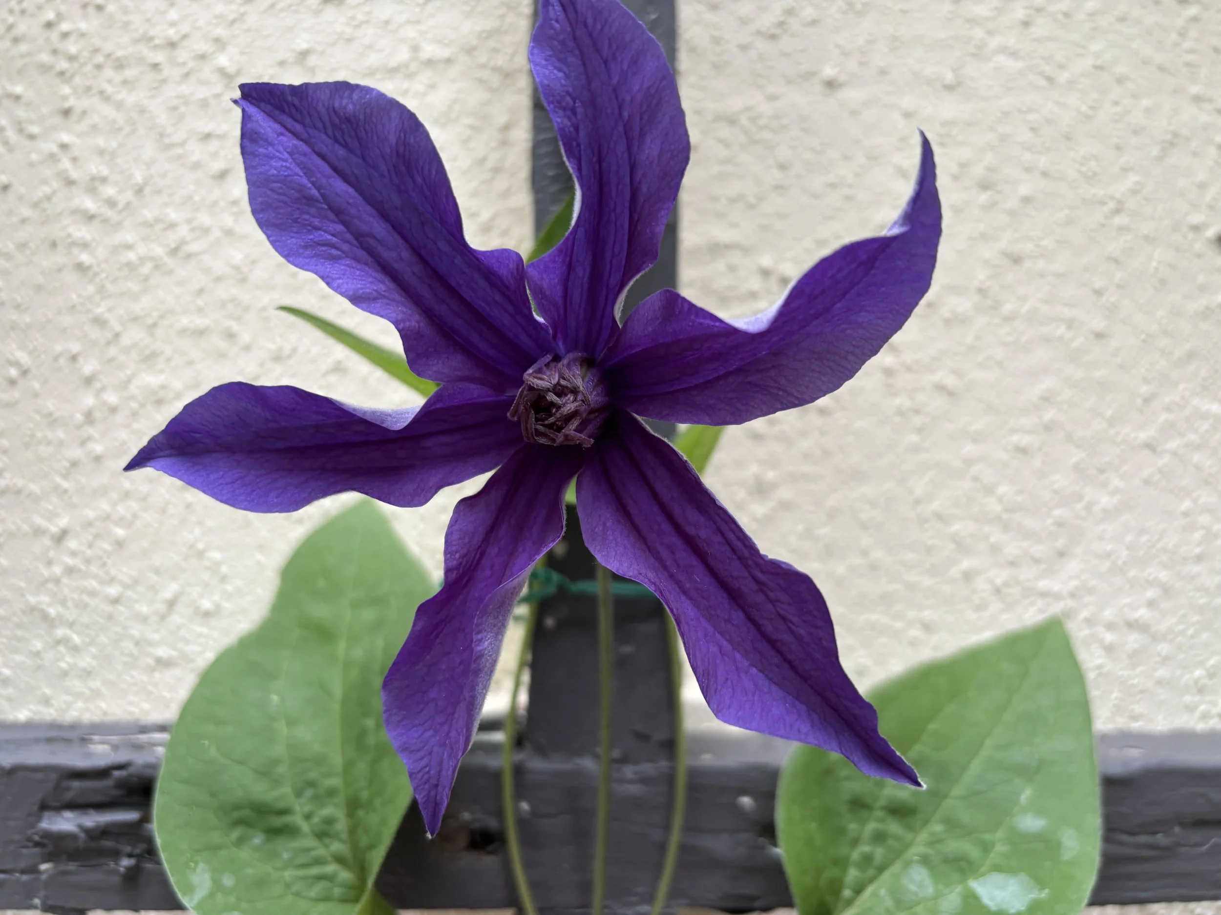 Purple Jackman Clematis blooms on brown trellis against white wall