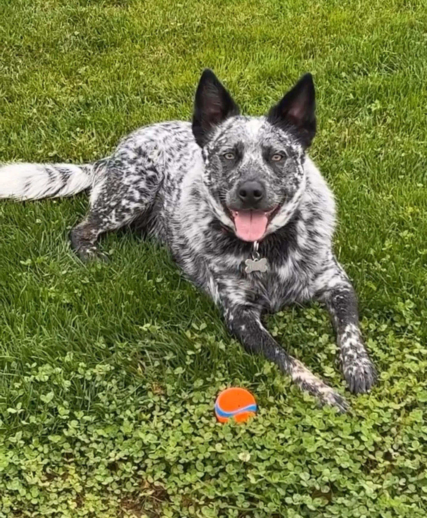 This dog ❤️ our protector, baby of the family, and constantly entertaining us. Kylo came in our family at the perfect time and completed us. 
#blueheeler #germanshepherd #coolestdogontheplanet