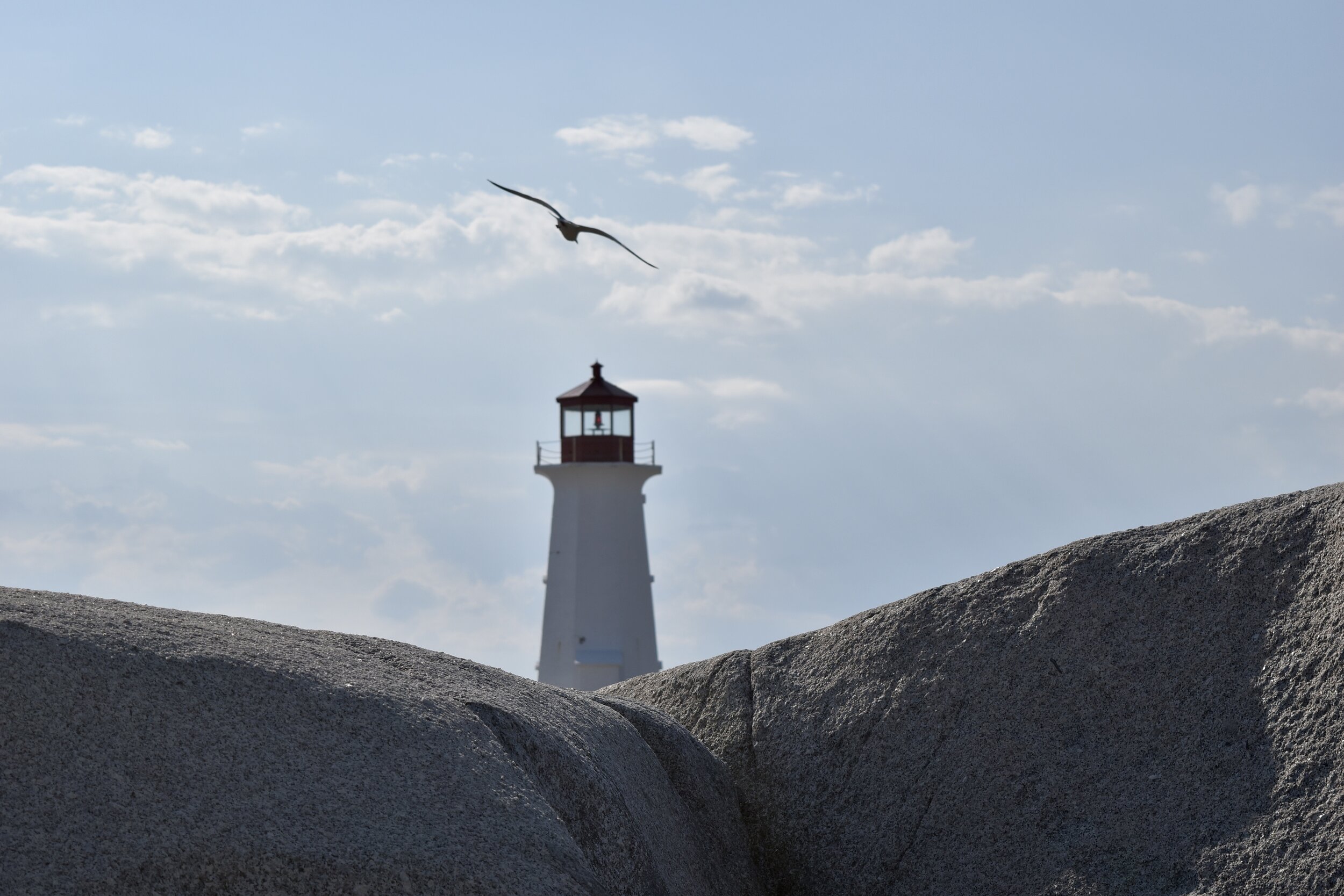 not for sale at this point, W-072, Peggy’s Cove, Nova Scotia with gull