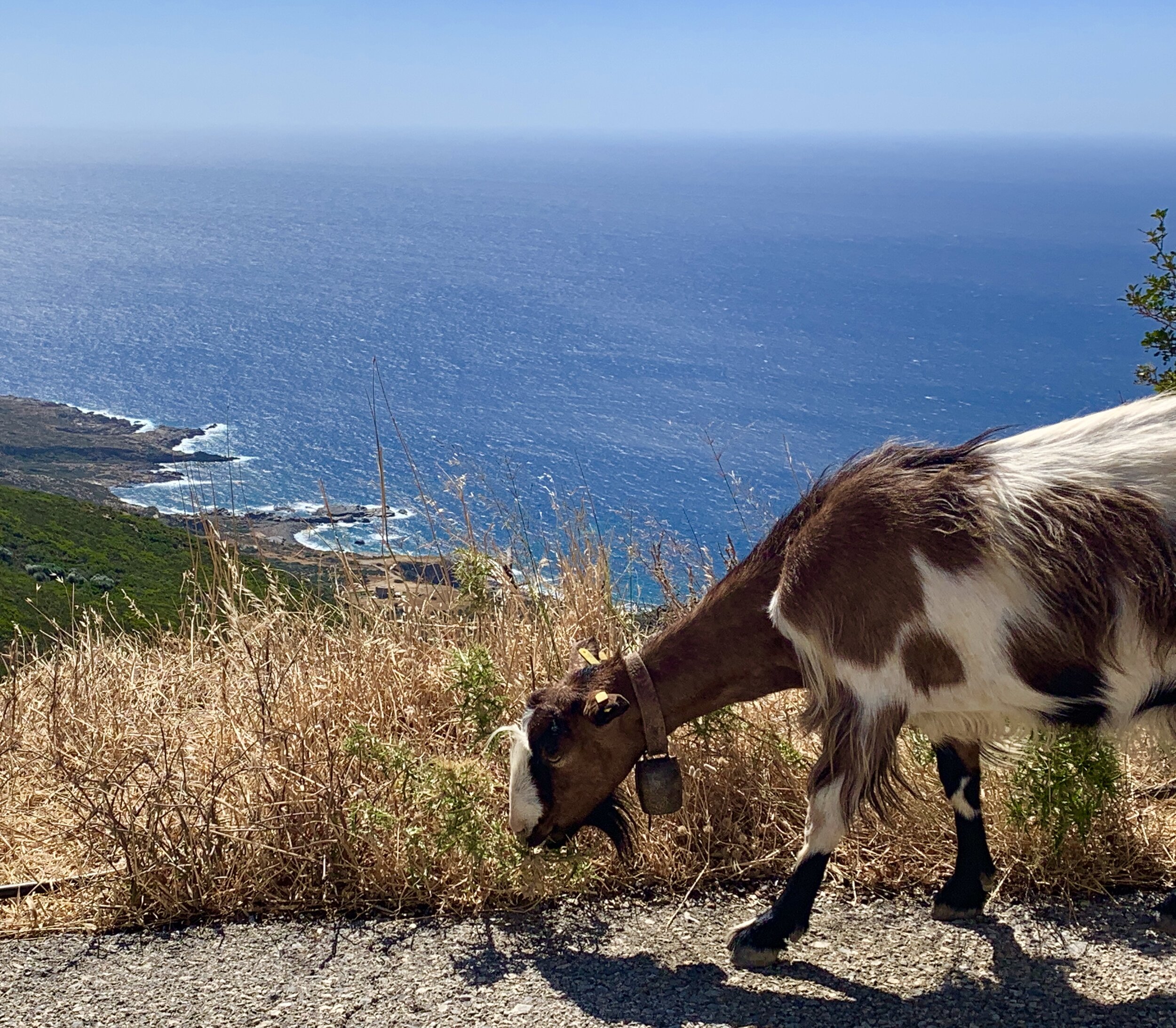 CRETE SHORE GOAT - JUST FOR AMBIANCE