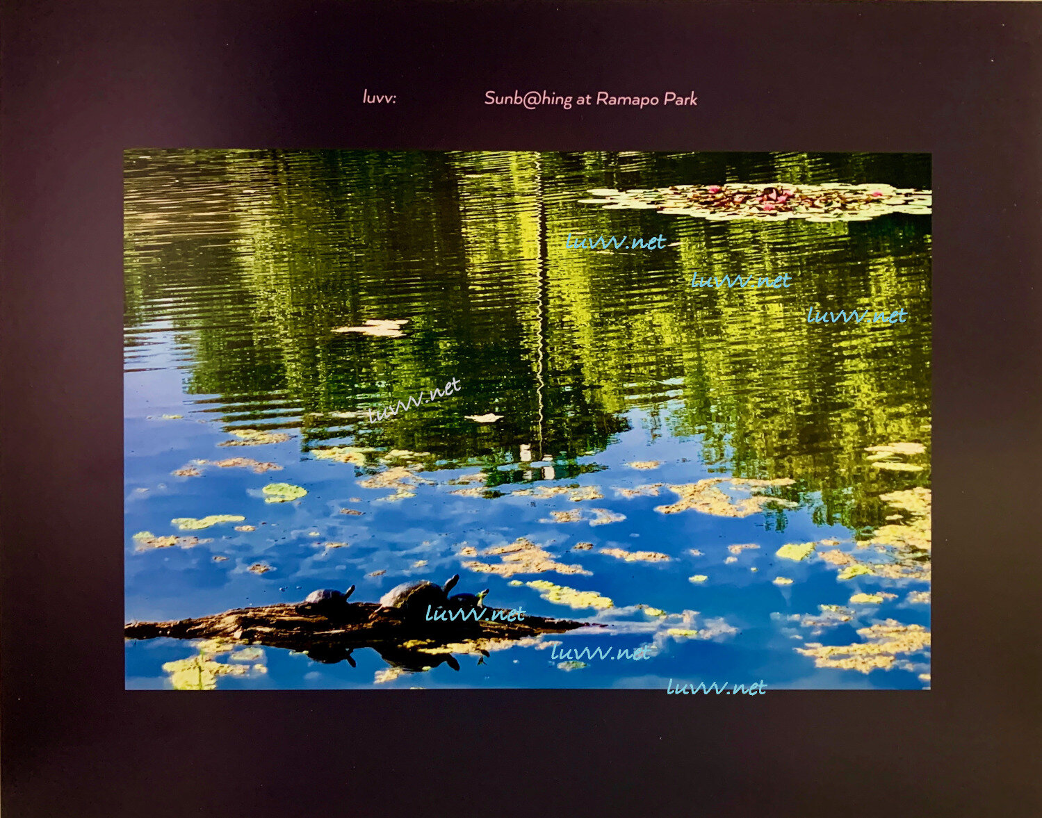PIC# Y-067 / SUNB@HING AT RAMAPO PARK — 16X20”