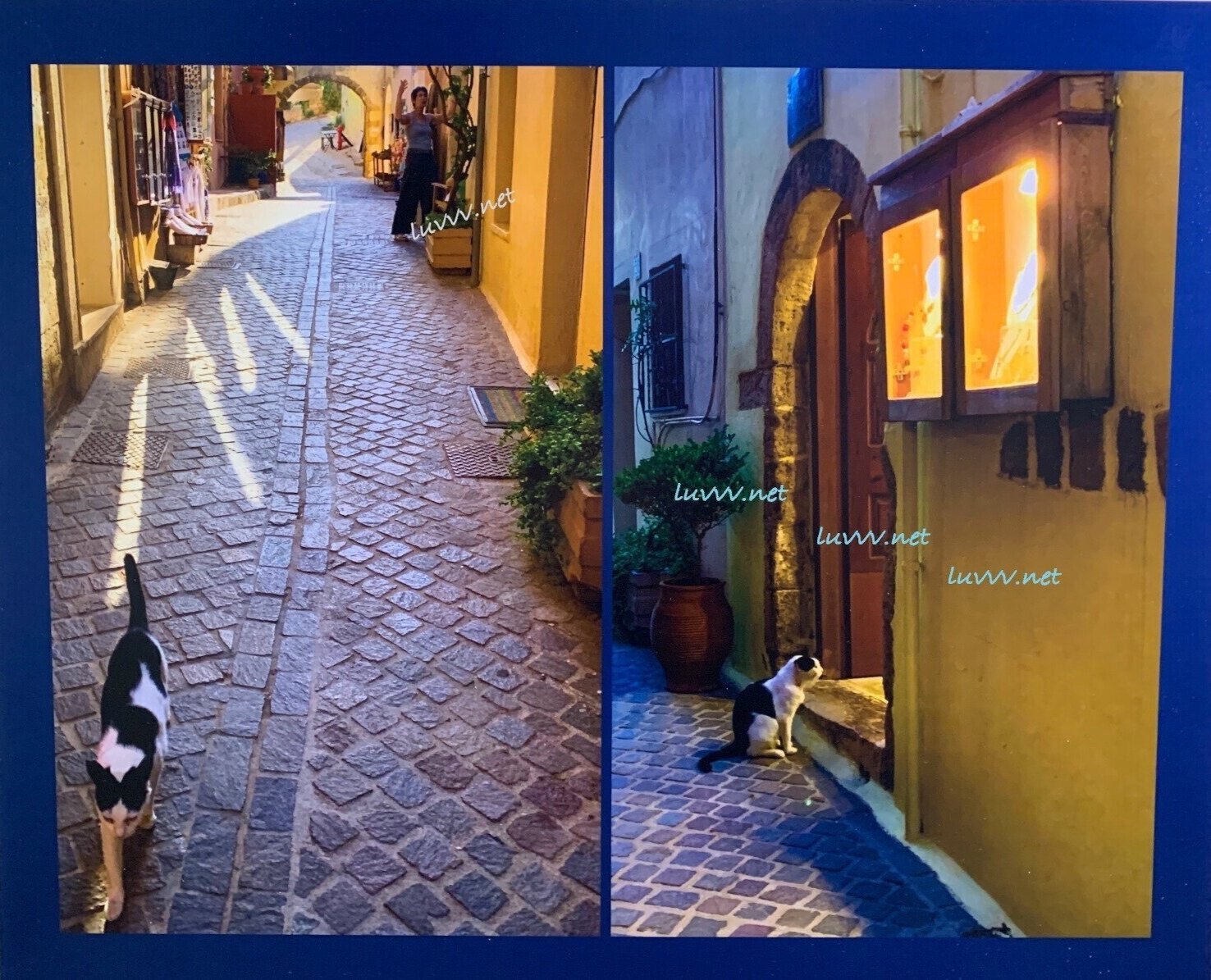 PIC#G-052 / C@TS OF CRETE — 16X20”