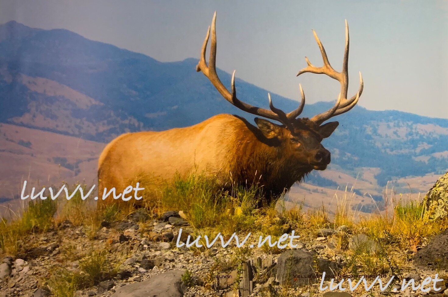 PIC# Y-045 YELLOWSTONE N@IONAL BUCK (I) — 20X30”
