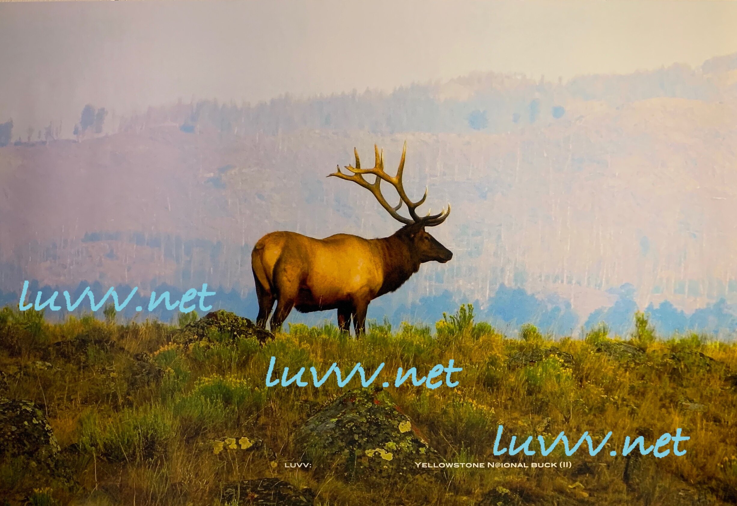 PIC# Y-046 YELLOWSTONE N@IONAL BUCK (II) — 20X30”