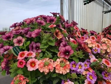 12" Hanging Sun Basket