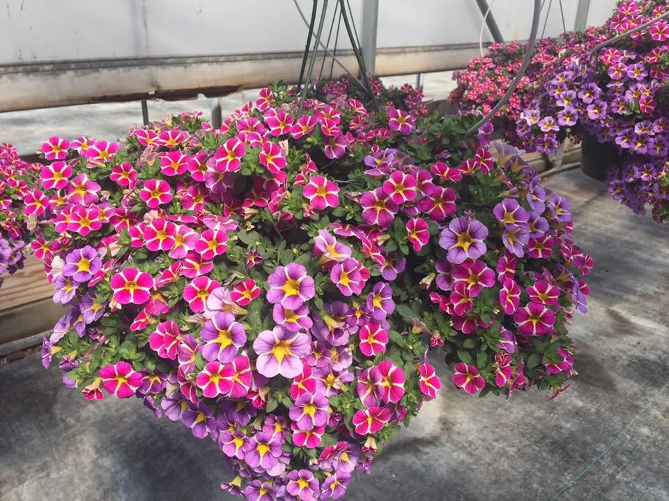12" Hanging Sun Basket
