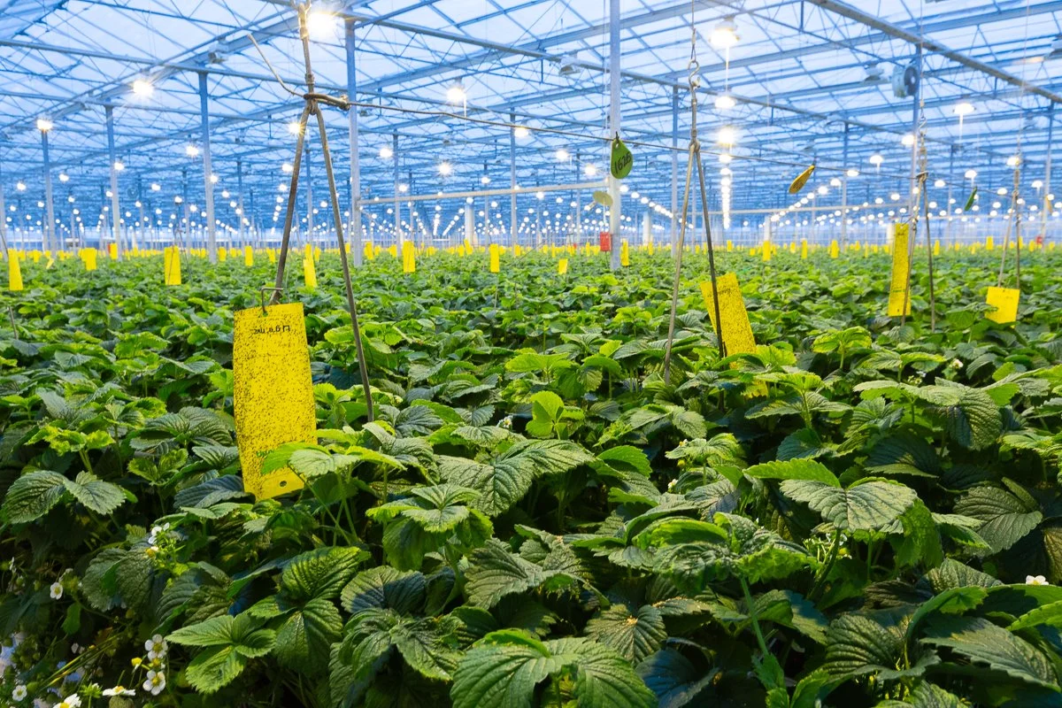 A glasshouse at Beekers Berries