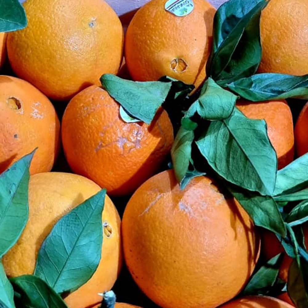 le-marche-navel-oranges-feb-2023.jpg