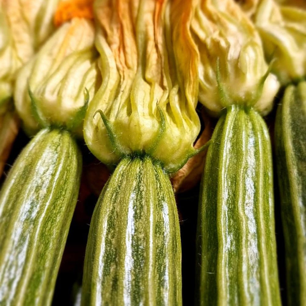 le-marche-romanesco-courgettes-feb-2023.jpg