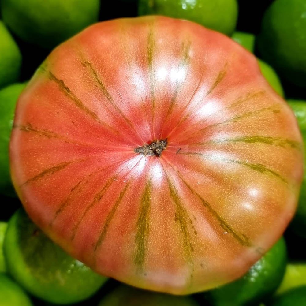 le-marche-tomato-may-2023.jpg