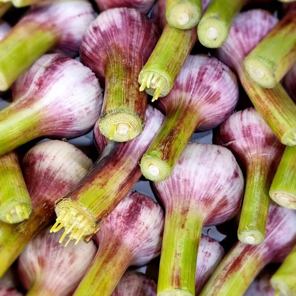 le-marche-wet-garlic-may-2023.jpg