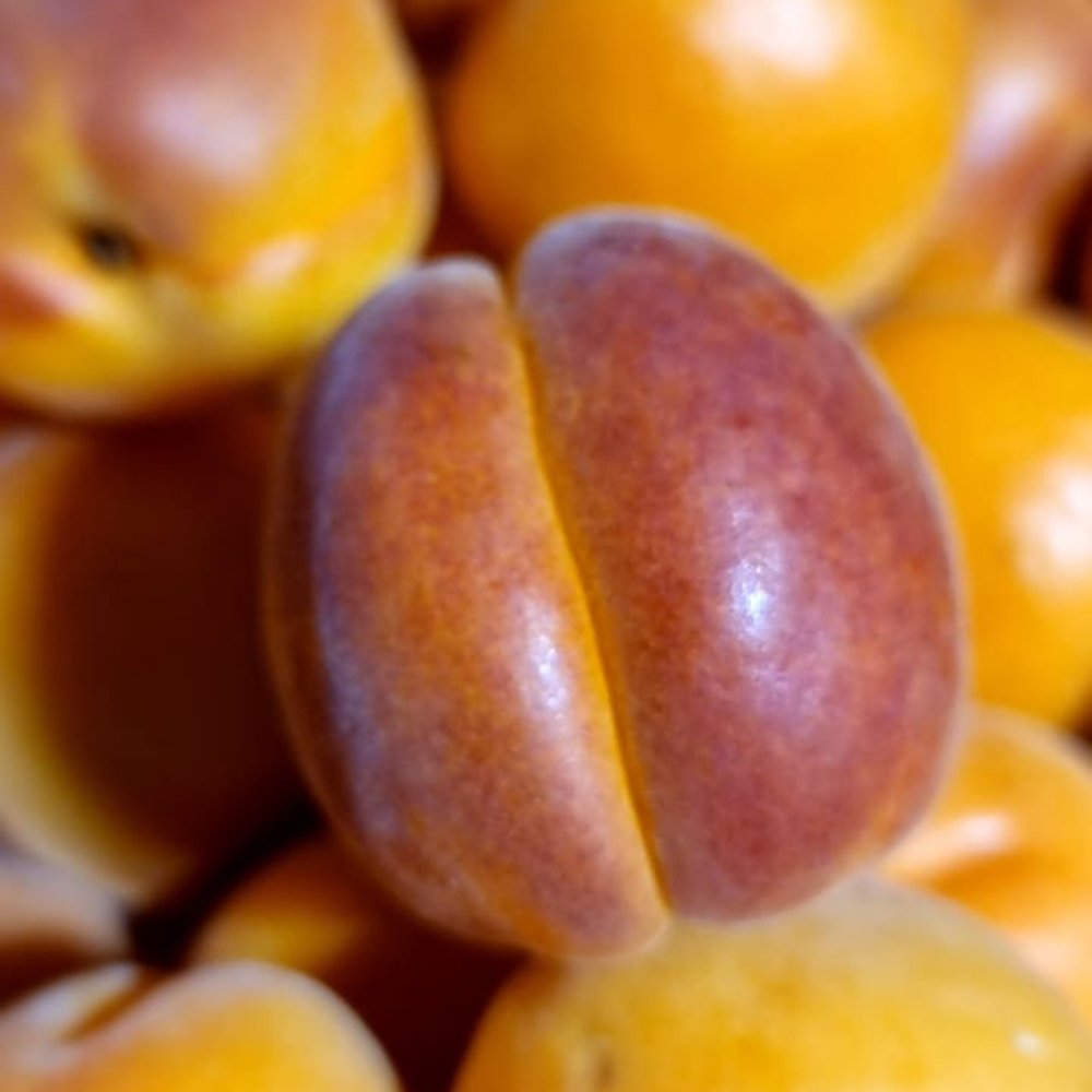 le-marche-apricots-may-2023.jpg