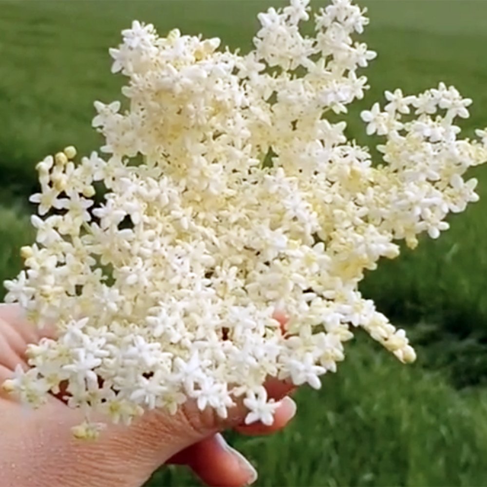 le-marche-elderflower.jpg