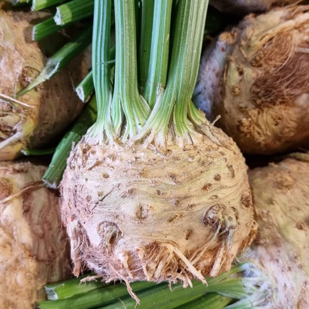 le-marche-celeriac-2023.jpg