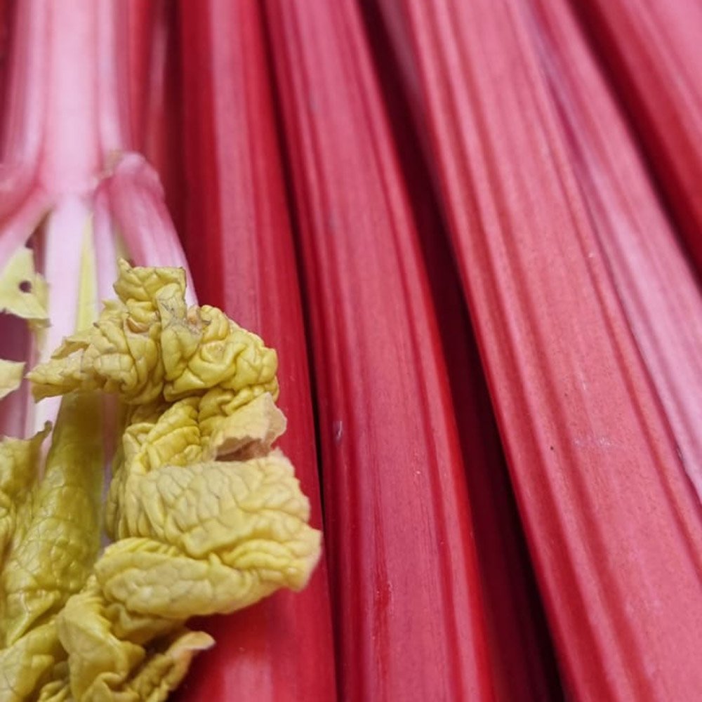 le-marche-forced-rhubarb-march-2024.jpg