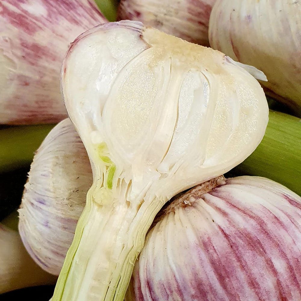 le-marche-wet-garlic-april-2024.jpg