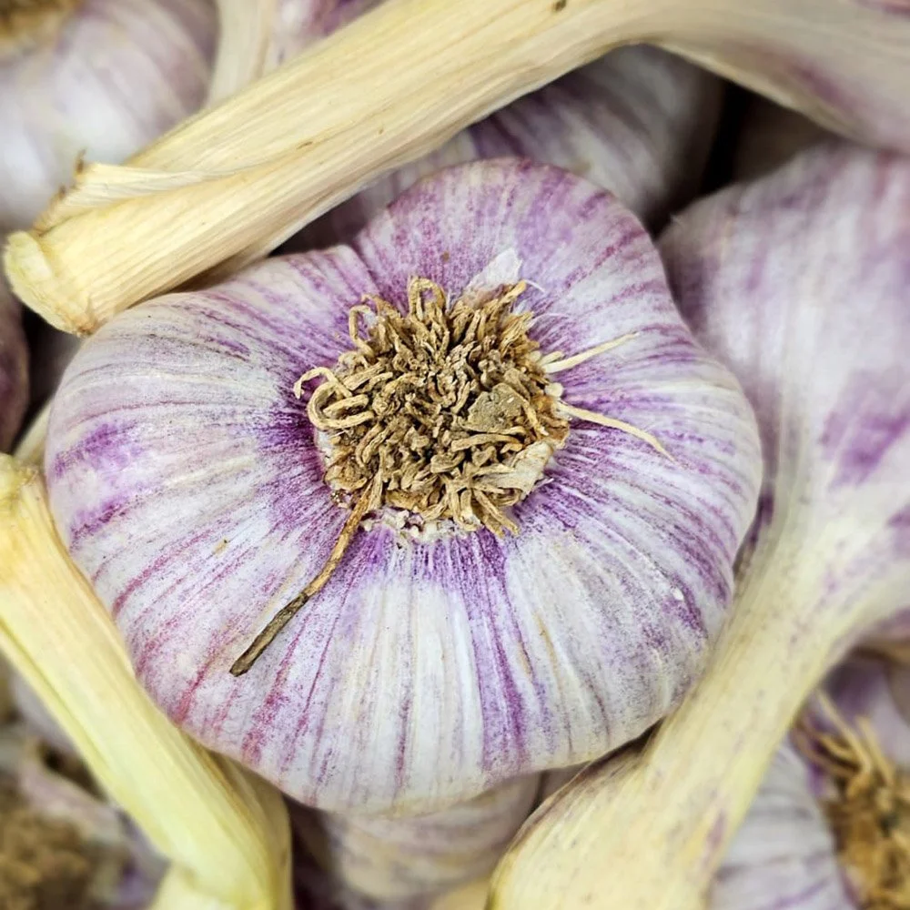 Pink garlic