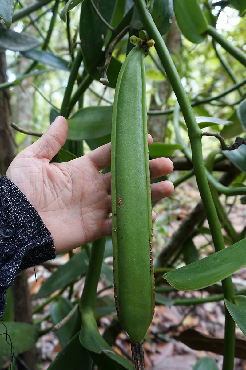 An immature vanilla pod