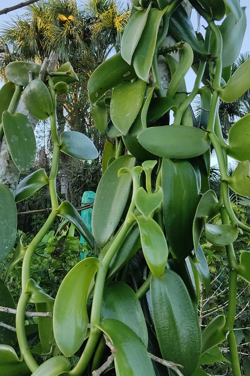 Vanilla on the tree