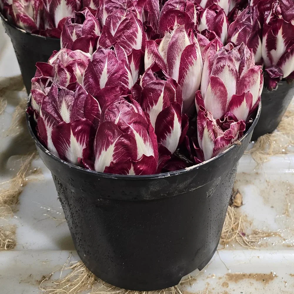 Radicchio