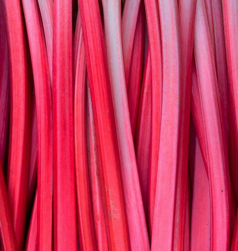 forced rhubarb