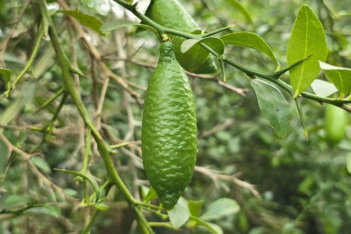 A Trip to Citrus Heaven