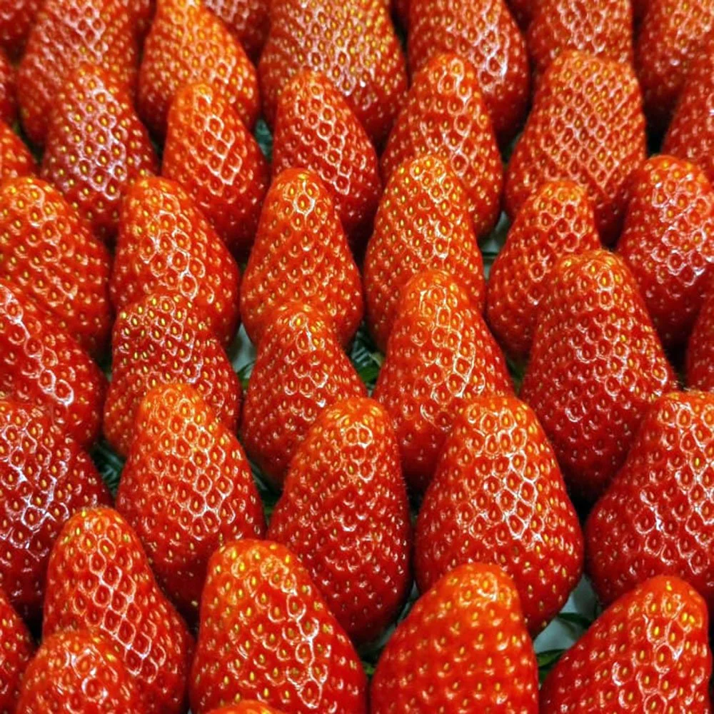 Gariguette strawberries