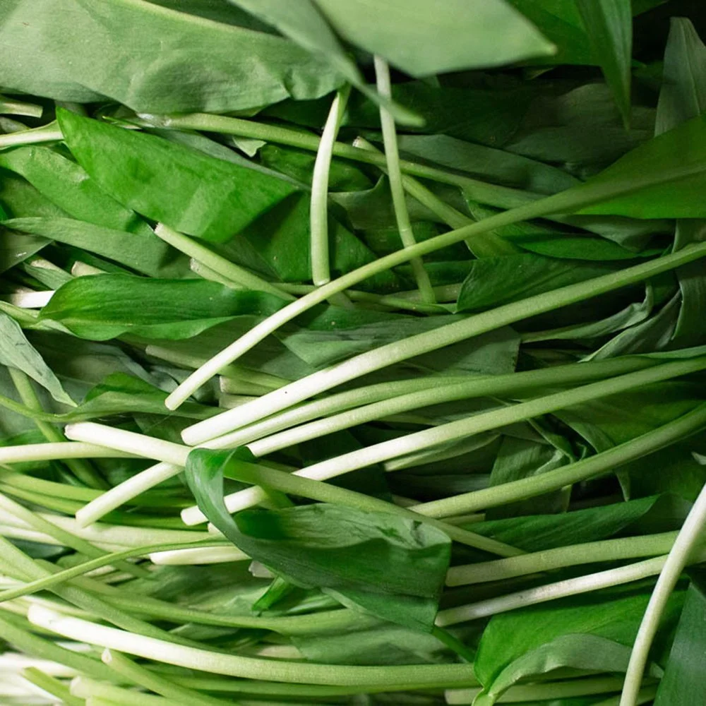 wild garlic
