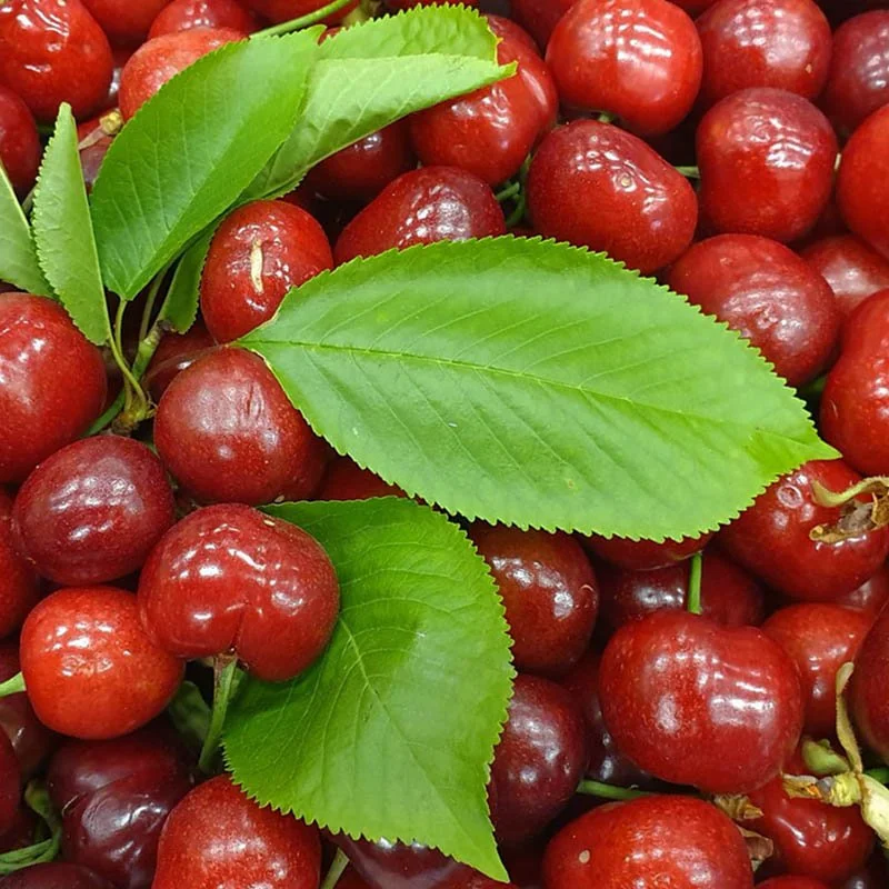 cherries