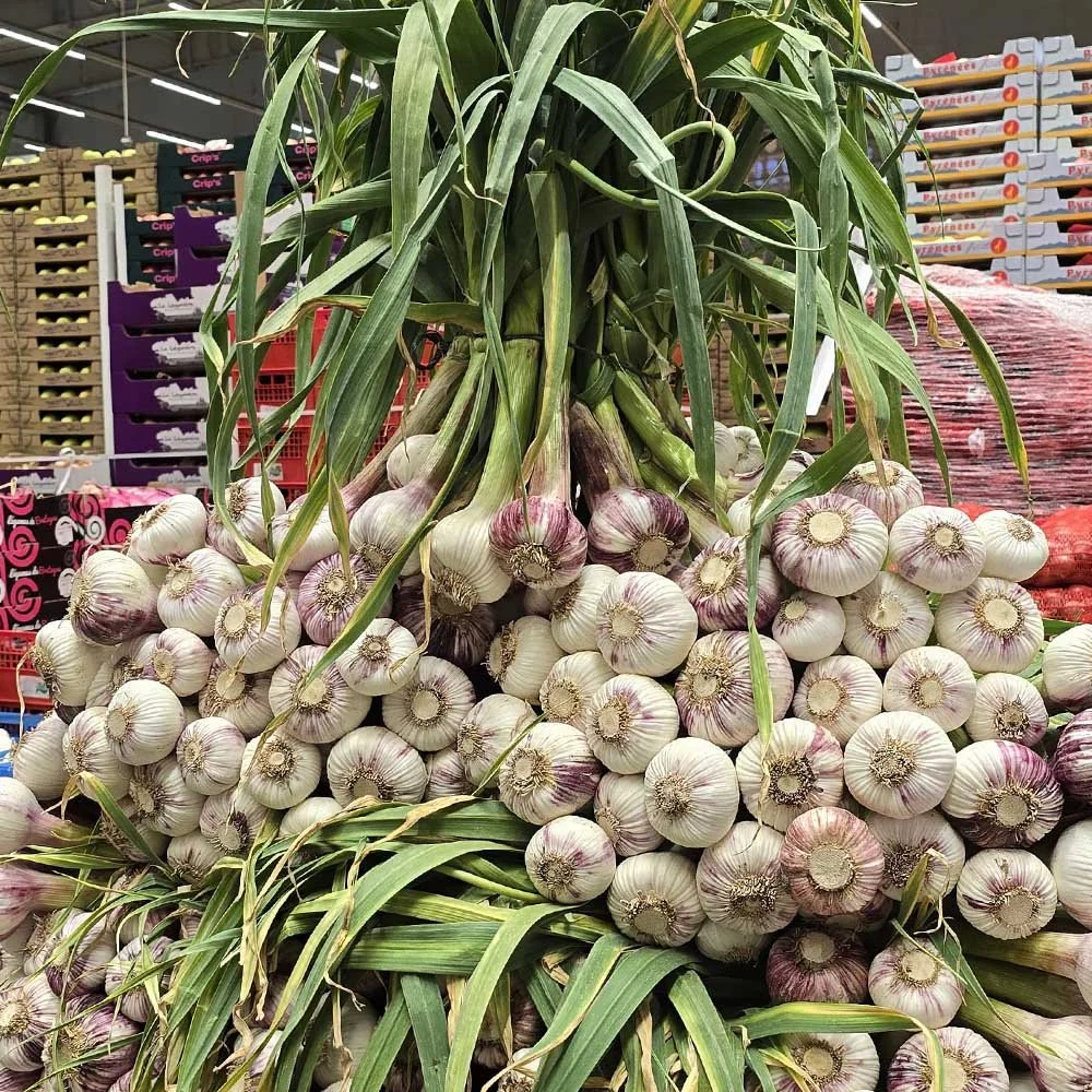 chandelier garlic
