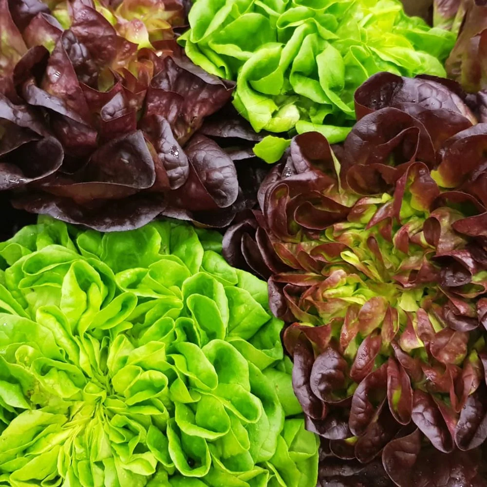 salads