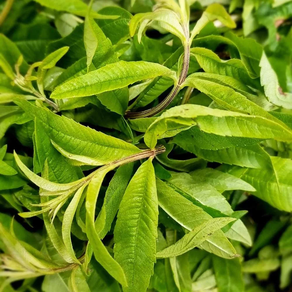 Lemon verbena