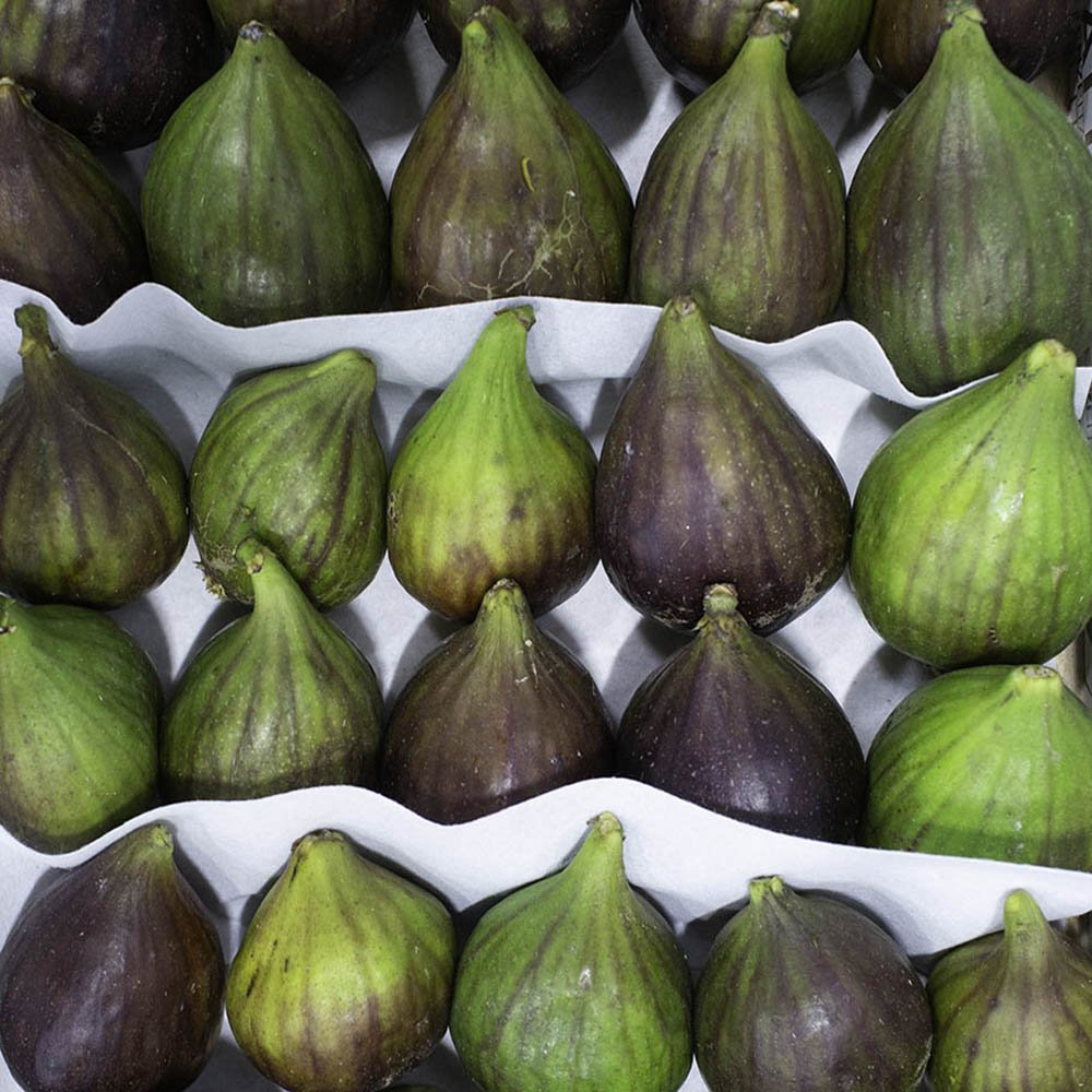 Figs