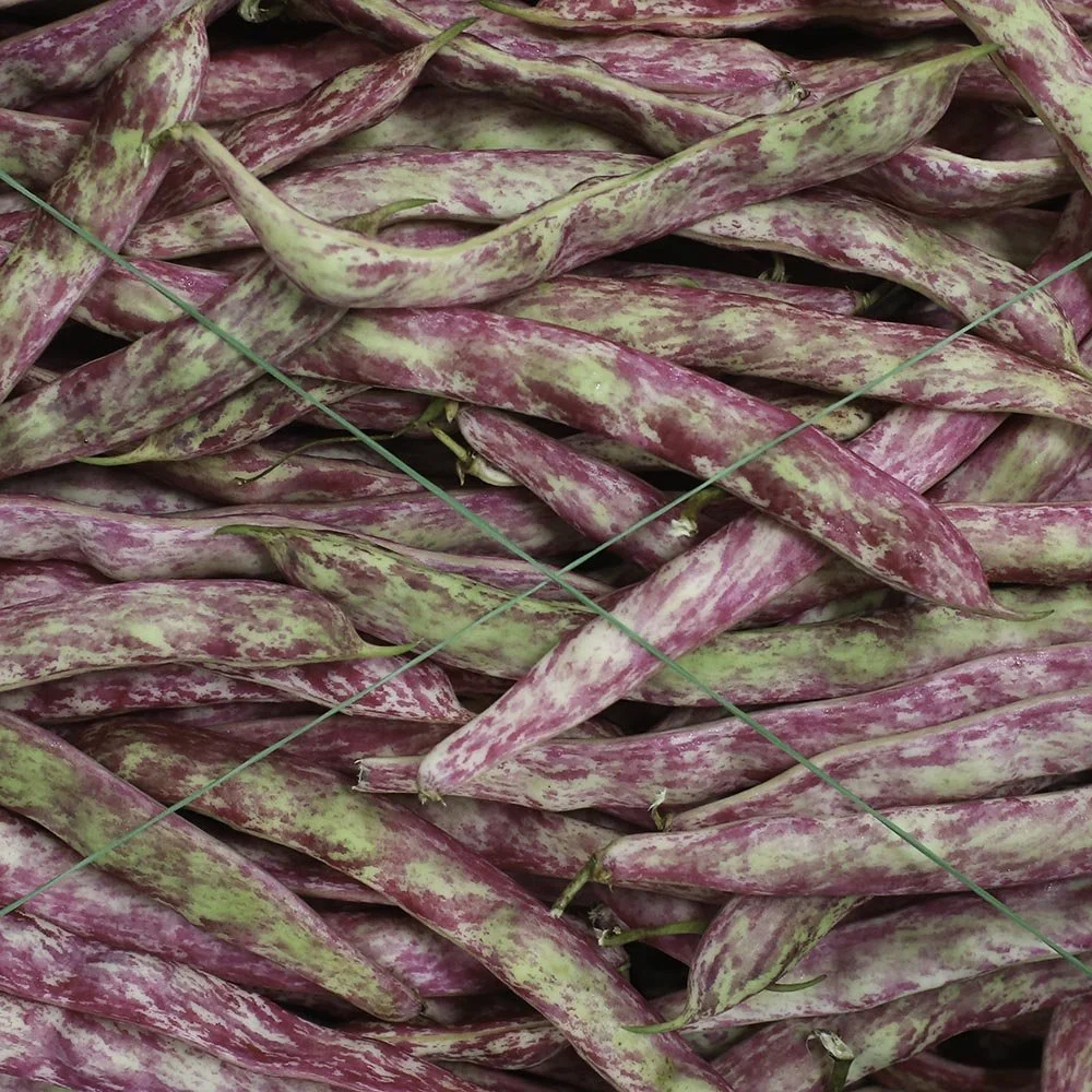 Borlotti