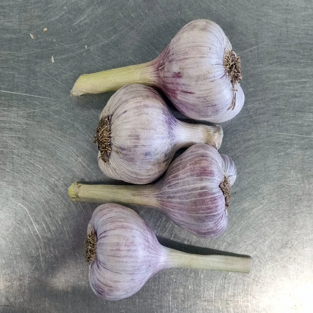 New season garlic