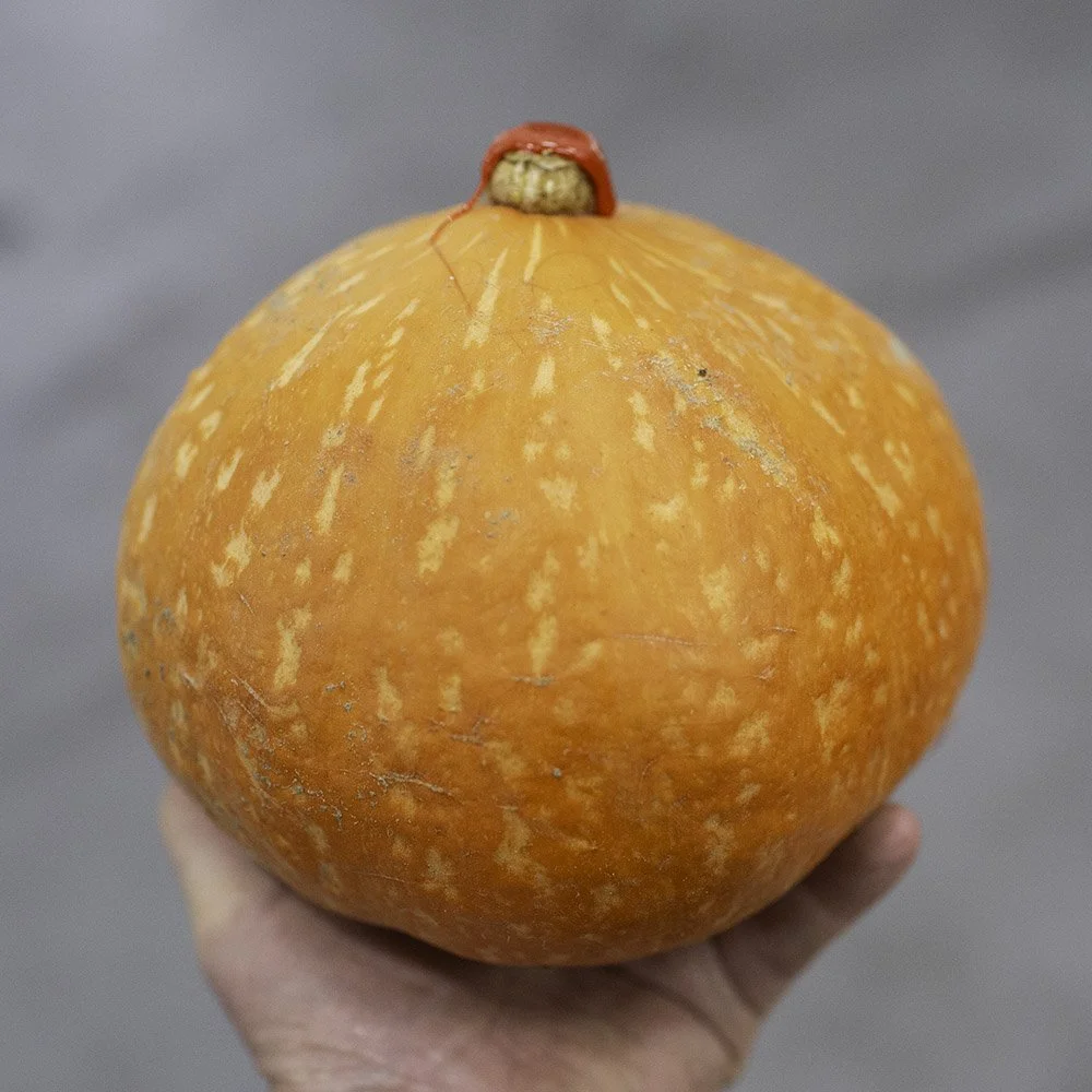Onion squash
