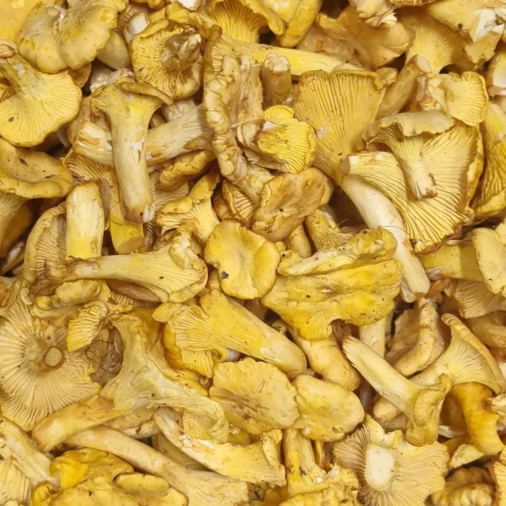 le-marche-scottish-girolle.jpg