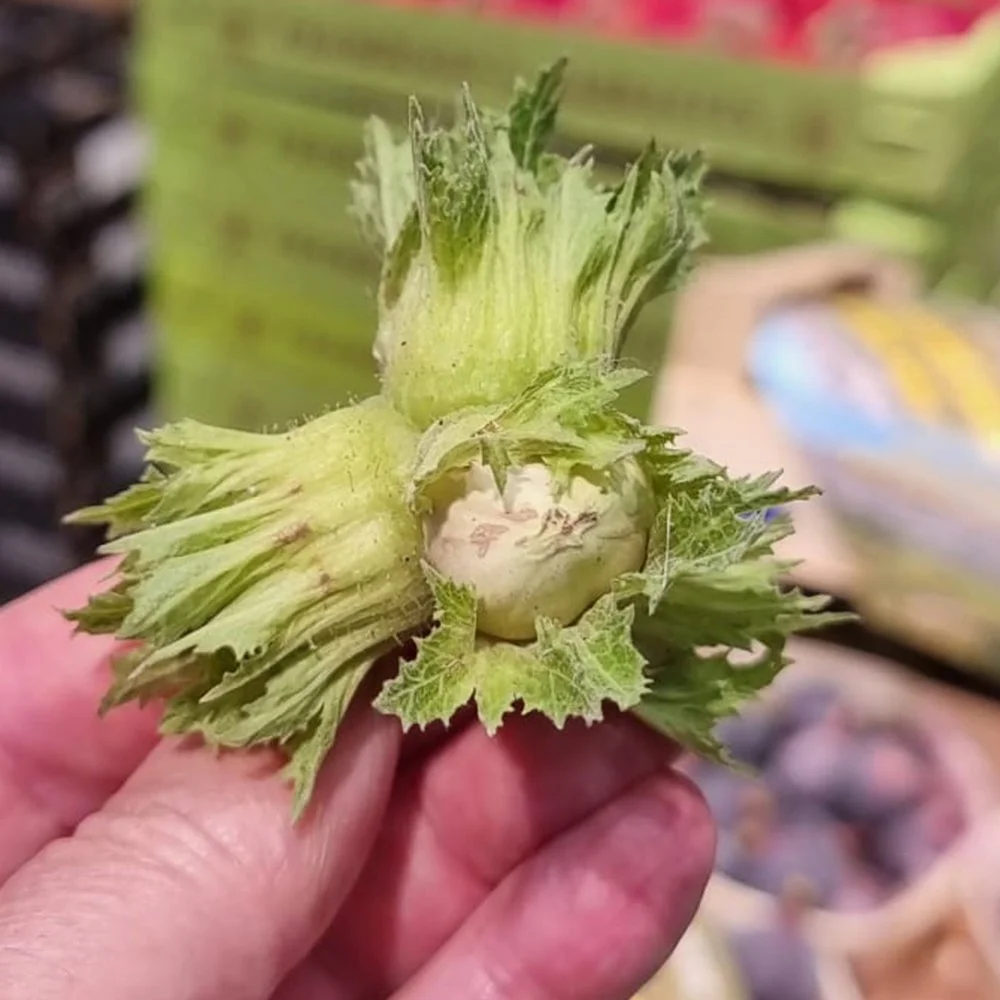 Cobnuts