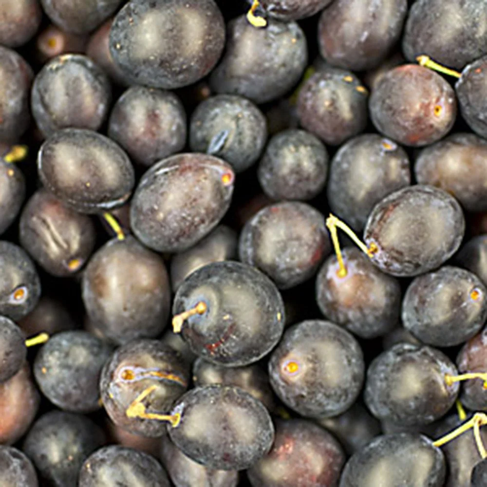 Sloes